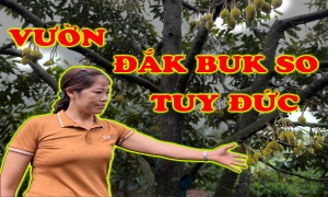  ĐẮK BUK SO - TUY ĐỨC - ĐẮC NÔNG VÙNG GIÓ VÀ LẠNH KHÓ LÀM SẦU RIÊNG - VƯỜN CHỊ LIÊN 2023